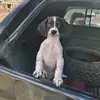 Austin 🐾🪶 - @austinthespringer - TikTok