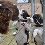Austin English Springer Spaniel Lovers - Facebook