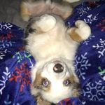 Austin Spurlock - @redhoodedweeaboo - Instagram