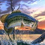 Austin Squires - @ajfishing7 - Instagram
