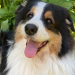 Austin_star_aussie - @austin_star_aussie - Instagram