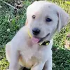 Austin Stauffer - @marlothedoggy - TikTok