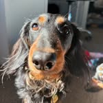 austin stefan 🌭 - @austinthedoxie - Instagram