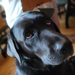 Austin.w.Stern - @cloakedfoxgaming - Instagram