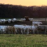 Austin & Courtney Story - @8storyfarmsbeef - Instagram