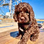 Austin Mayfield-Strader - @austin_fuzzypaws - Instagram