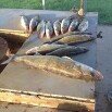 Austin Strand - @701fishslayer - Instagram