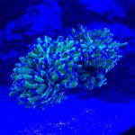Austin Tiner - @arkansas_reefer - Instagram