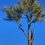 Austin Rogers - @austin_in_trees - Instagram