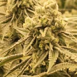 Austin tree - @austin_smokes_trees - Instagram