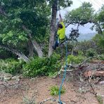 Austin Trees - Facebook