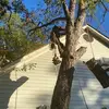 austintrees8 - @austintrees8 - TikTok