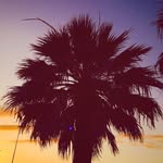 Palm Trees Of Austin - @palmtreesofaustin - Instagram
