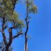 Austin Trees - Facebook