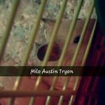 Milo Austin Tryon - @milo.da.hamster67 - Instagram