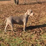 Austin Wiley - @bbk_bullies_ - Instagram