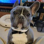 Michelle Austin-Willard - @coffeeandshenanigans - Instagram