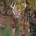 Austin Willis - Facebook