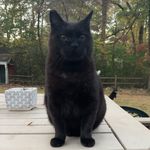 Austin Winstead - @austinmcbruh - Instagram