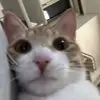austin wren - @austin.wren - TikTok