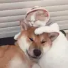 YanQingTong - @austinyan_ - TikTok