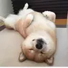 Austin Yu - @31733026449 - TikTok