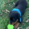 Autumn🐶🐾 - @autumn..beans - TikTok