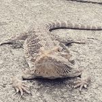 Autumn - @autumn_the_bearded_dragon_18 - Instagram