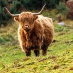 Autumnbeard - @autumnbeard5 - Instagram