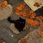Autumn Blank - Facebook
