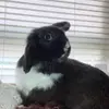 Autumn Bloom 🖤🤍 - @autumnbloomthebun - TikTok