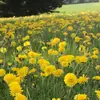 autumnbloom203 - @autumnbloom203 - TikTok