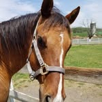 Autumn Fleming - @fireyequestrian - Instagram