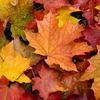 Autumn Season - @autumnbreeze35 - TikTok