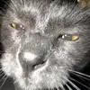 a_birman - @a_birman - TikTok