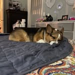Link & Autumn & Bojangles - @linkautumnbojangles - Instagram
