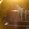 🦆Autumn Moore🐾🐻🦝 - @autumn.moore04 - TikTok