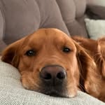Autumn Ramirez - @timberdoggfluffybutt - Instagram