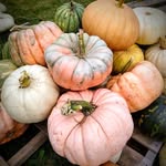 Autumn Shank - @gardengirl991 - Instagram