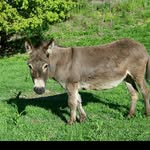 donkey lover - @avaahern - Instagram