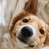 Ava Costello - @ava.costello6 - TikTok