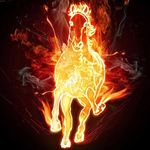 Ava Dolan - @byronbayrescuehorses - Instagram