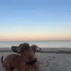 ava - @ava..edwards - TikTok