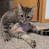 Ava Fox - @ava.fox70 - TikTok