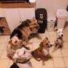 Ava Gonzalez - @all.animal_lover5962 - TikTok