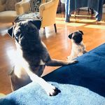 Greco & Ava - @greco_et_ava_amours_de_carlins - Instagram