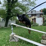 Jackson,ava,jett - @jumping_dogs123 - Instagram