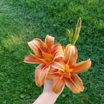 Ava Lehman - Facebook