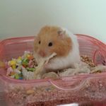 Ava Preston - @hamsterlol22 - Instagram