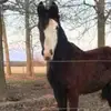 ava.preston - @ava_horses195 - TikTok